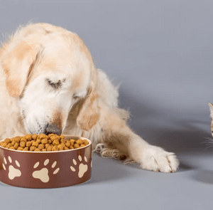 Pet Food